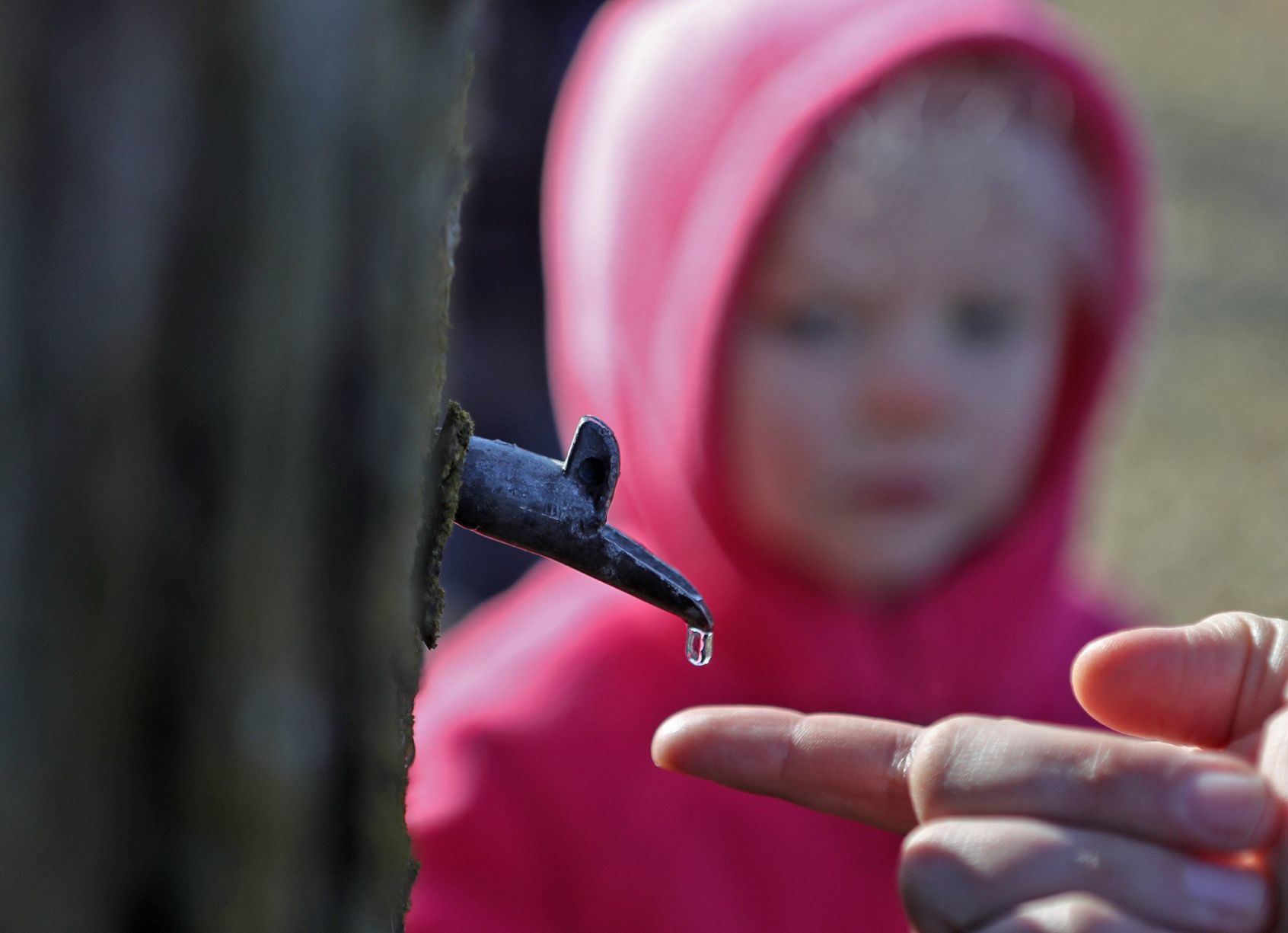 Learn about maple syrup